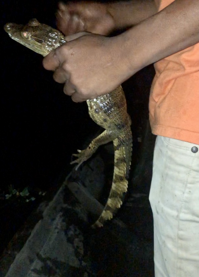 coccodrillo bebé in Amazzonia