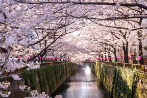 Fioritura fiori di ciliegio Giappone: fiume Meguro